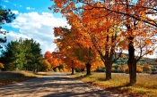 The Road through the Forest