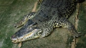 Crocodile