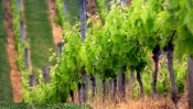 Vineyard