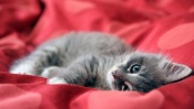 Cute Kitten in the Red Bed