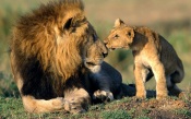 Lion Kisses