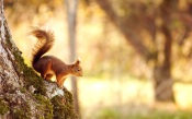 A Curious Squirrel