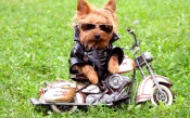 Biker-Dog