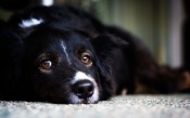 Dog on a carpet