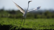 Flying Heron