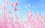 Pink Grass