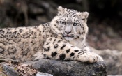 Snow Leopard