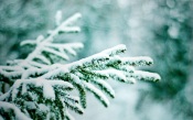 The Branches of a Fir Tree