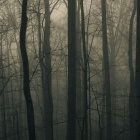 Foggy Forest