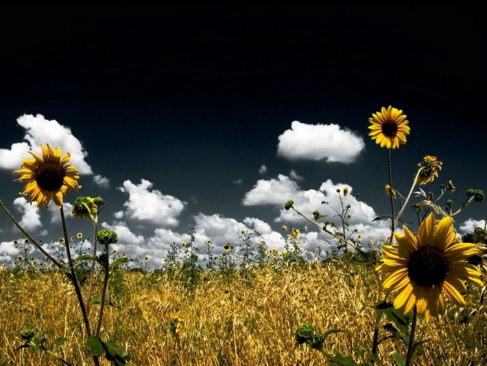 Sunflower Field