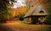 Cabin in the Forest