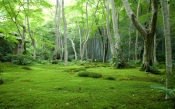 Green Jungle