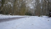 The Road Through the Winter Forest