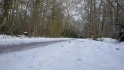 The Road through the Winter Forest