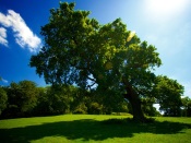 The Tree and the Shadow