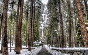 Winter Pine Forest