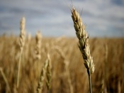 Ear of Wheat
