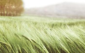 Ears of Wheat