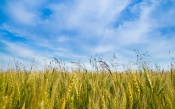 Field of Green Wheat