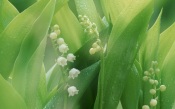 Lilies of the Valley