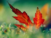 Red Maple Leaf