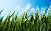 Spikelets of Wheat