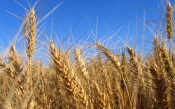 Wheat Field