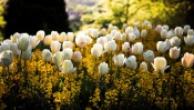 White Tulips in the Forest