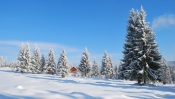 Winter, Snow-Covered Spruces