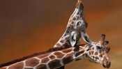 A Couple of Giraffes