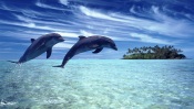 Dolphins