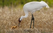 The Heron and the Nestling