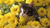 Kitten in Flowers