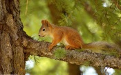 Squirrel Sitting on the Branch