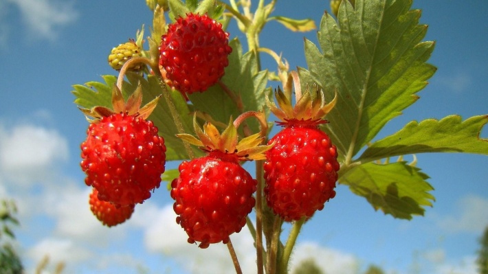 Strawberry Bush