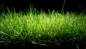 Green Grass