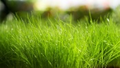 Blazing Green Grass