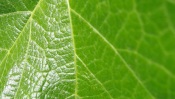 Leaf Macro