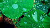 Raindrops on the Leaf