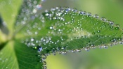 The Dew on the Leaf