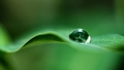 Water Drop on a Leaf