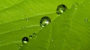 Water Drops on a Leaf