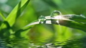 Water Drops on a Leaf