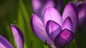 Awesome Violet Crocuses