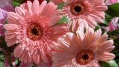 Pink Gerberas