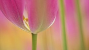 Pink Tulip