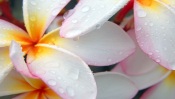 Plumeria Flowers