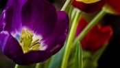 Purple Tulip