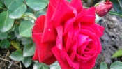 Red Rose