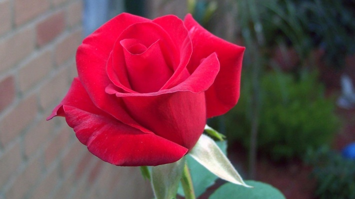 Red Rose